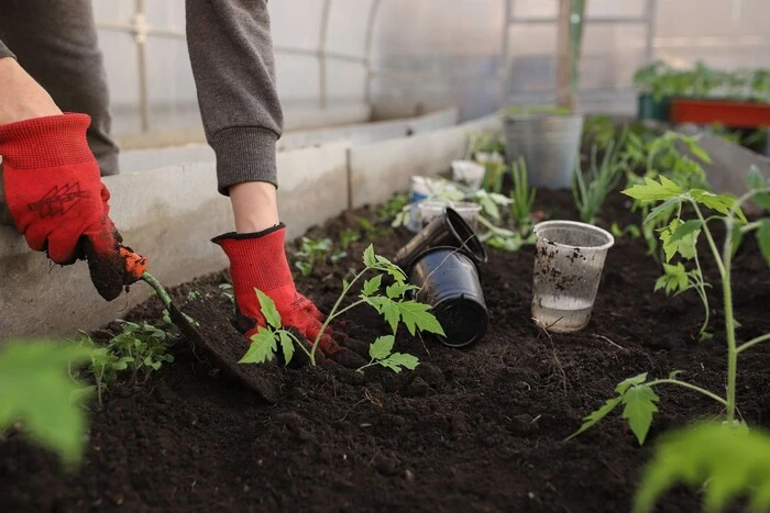 Mondkalender für die Aussaat im Mai 2025: Aktive Phase der Frühjahrsarbeiten im Garten und auf dem Feld