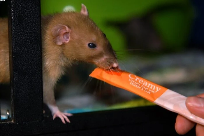 Die Bewohnerin von Odessa hält sieben Ratten zu Hause