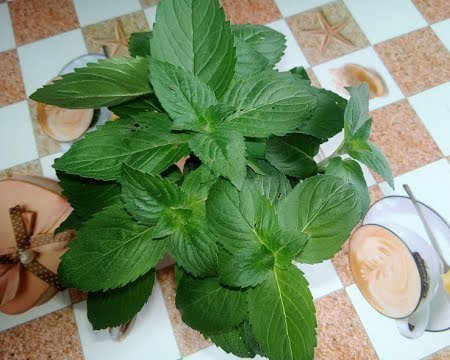 Wie man frische Minze auf der Fensterbank anbaut - einfacher Weg